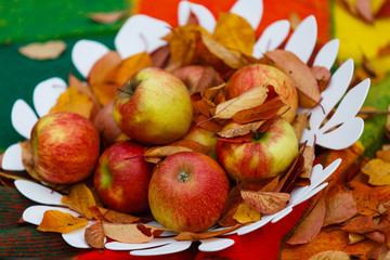 Naklejka na ściany i meble autumn harvest of apples