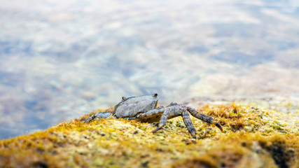Crab on the stone near the sea at the sunny summer day, close-up view