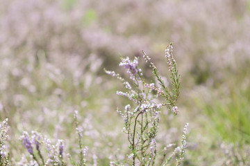 beautiful heather in late summer