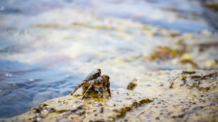 Crab on the stone near the sea at the sunny summer day, close-up view