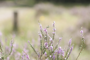 Obraz premium beautiful heather in late summer