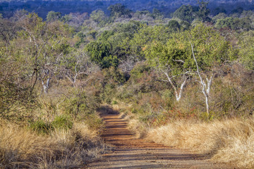 Dirt road safari in Punda Maria in Kruger National park, South Africa © PACO COMO