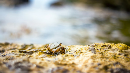 Crab on the stone near the sea at the sunny summer day, close-up view