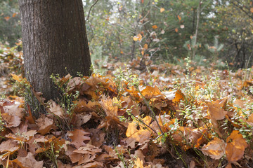 beautiful forest in autumn 
