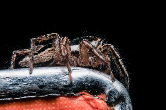 Spiders are classified as living creatures. Like insects, millipedes, crabs and so on, they have different shapes and sizes. Spiders have been discovered more than 40,000 species.