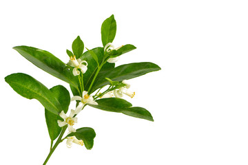 Close up of a lime flower branch isolated on white background