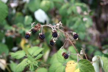 Vertrocknete Brombeeren