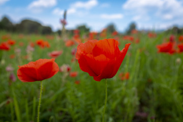 Red corn poppies, Papaver rhoeas, in a farm field