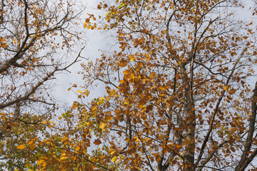 autumn leaves against blue sky, forest in autumn