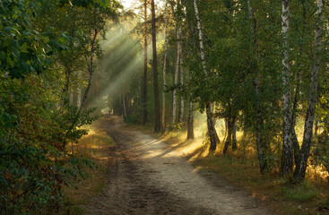 Walk in the autumn forest. Morning. Sun rays.
