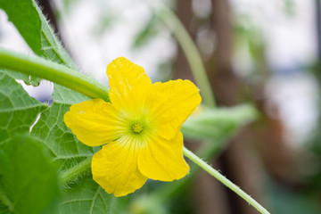 Melon flower yellow color with green leaves in organic plant garden