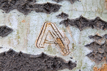 old populus tomentosa tree bark
