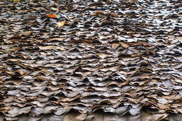texture, food, pattern, beach, autumn, nature, stone, brown, sea, stones, seed, rock, macro, abstract, textured, closeup, pebbles, fall, wall, forest