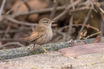 Fototapeta premium Eurasian wren (Troglodytes troglodytes) with brown blurred background. Small stump-tailed songbird.