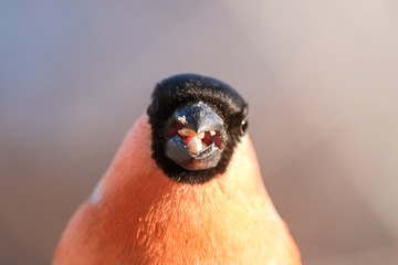 Male bullfinch in full face with blue to pink blurred background. Close-up portrait of common bullfinch chewing sunflower seeds.
