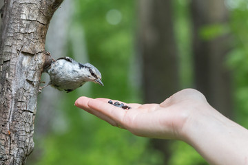 Hand feeding Eurasian nuthatch (Sitta europaea). Little gray bird with black eyestripe sitting on a...
