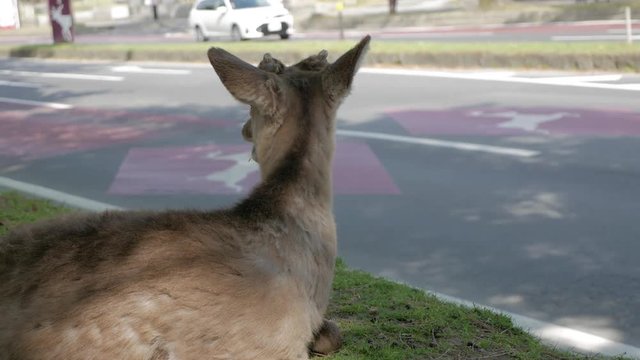 Tara, a doe watching the car pass by, Japan