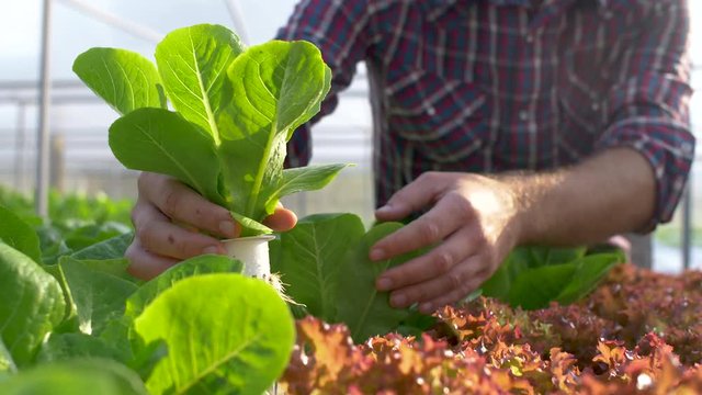 A hydroponics farmer inspects the root stock of organically frown vegetables.
