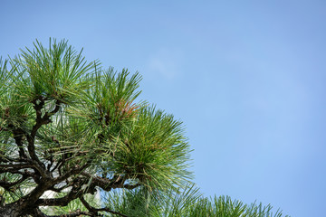 Look up at Coniferous and Sky 針葉樹と空
