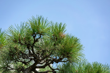 Fototapeta premium Look up at Coniferous and Sky 針葉樹と空