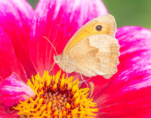 Meadow brown butterfly on a dahlia blossom