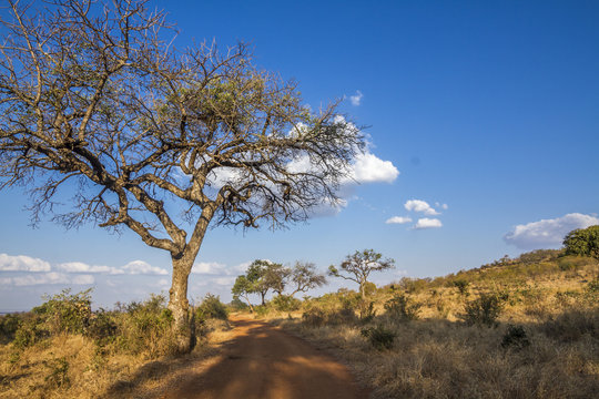 Dirt road safari in Punda Maria , Kruger National park, South Africa