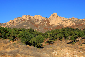 mountains and green plant