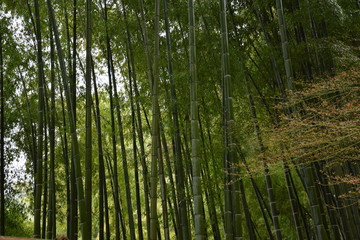kyoto-Silver pavilion