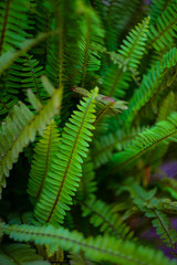 Fototapeta na wymiar Green leaves of fern plant