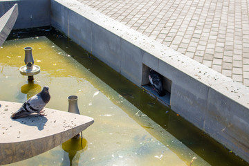 Pigeons in a dirty fountain are hiding from the heat. Balabanovo, Russia
