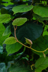 Green leaves as a natural background