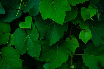 Fototapeta na wymiar Grape leaves as a background