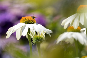 Obraz premium western honey bee (Apis mellifera) on echinacea
