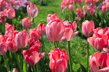Beautiful bright pink tulips
