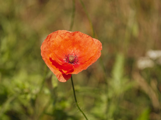 Wilder Mohn