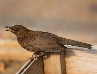 Fototapeta premium Singing bird on a wooden box