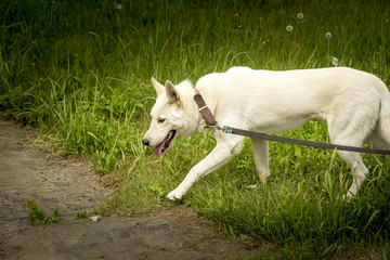 Obraz premium Laika on a walk