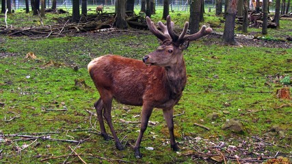rothirsch von annaberg-buchholz