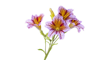 Trompetenzunge (Salpiglossis siunata) auf weißem Hintergrund