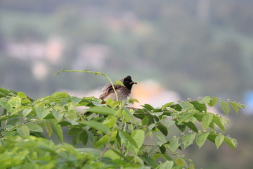 indian sparrow