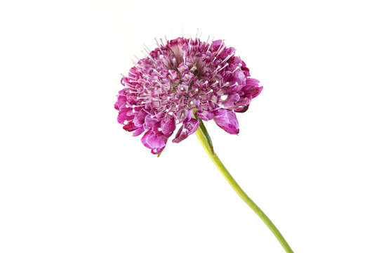Lila Scabiose auf wei&szlig;em Hintergrund