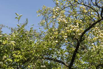 Many yellow apples on the tree.