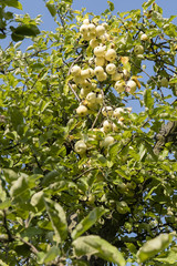 Many yellow apples on the tree.
