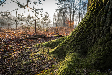 Baumstamm im lichten Wald