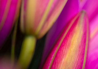 Fuchsia Asiatic lillies, macro