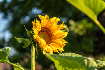 Sonnenblume angestrahlt