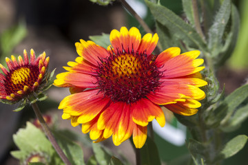 Gaillardia 'Arizona Sun' a spring summer flowering plant commonly known as blanket flower
