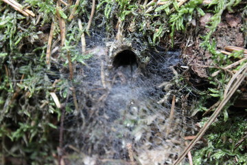entrance to a funnel web spider nest