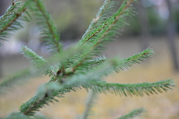 spruce branch