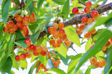 Branches of cherry trees with ripe appetizing cherries during harvesting. 